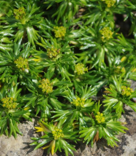 Azorella trifurcata 'Nana' 